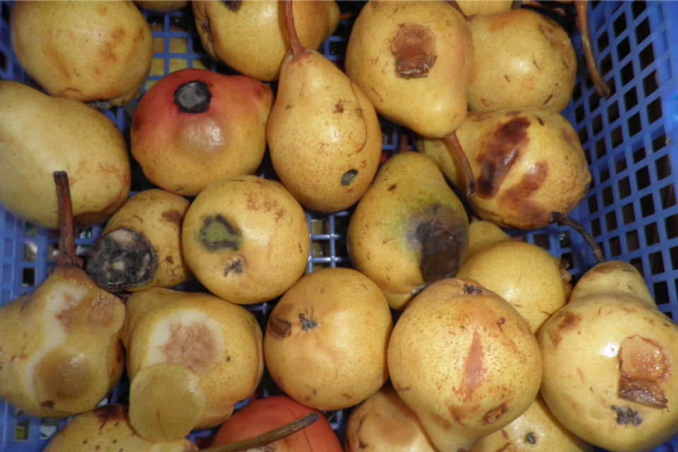 Hull based retailer fined for selling rotten fruit and vegetables