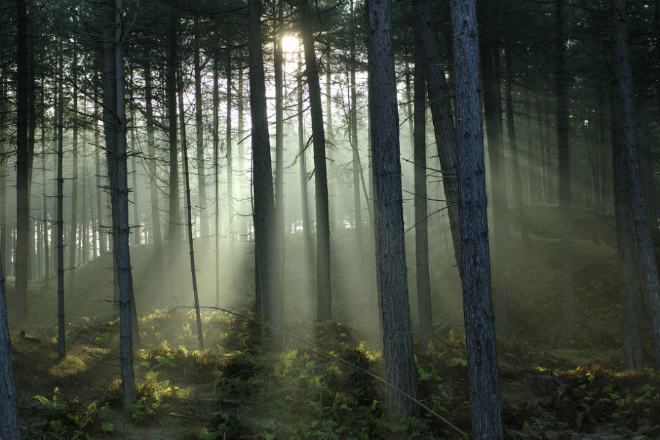 Tree Champion to expand England's woodland