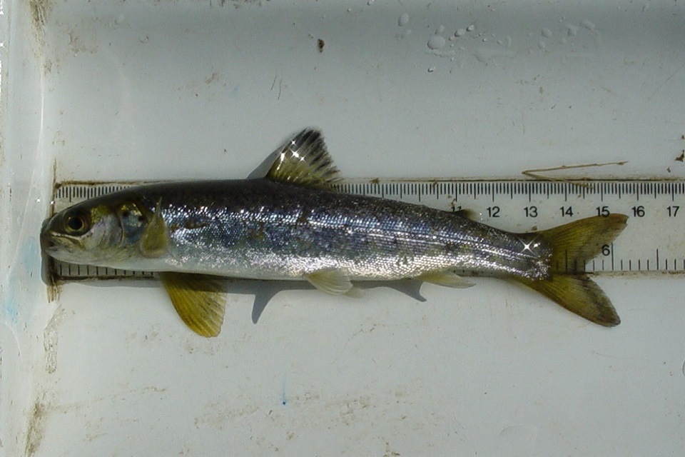 Sea change for migrating smolts