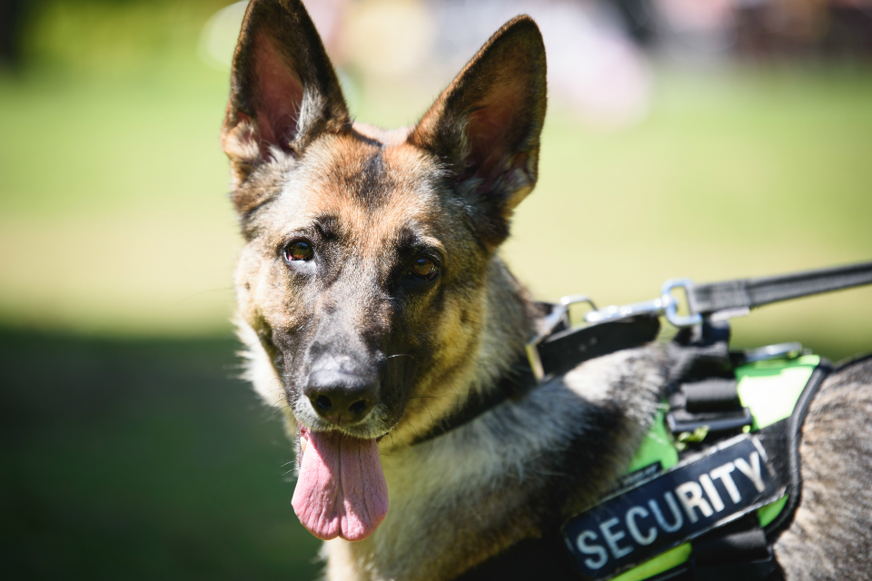 Government announces support for Finn’s Law campaign in Parliament