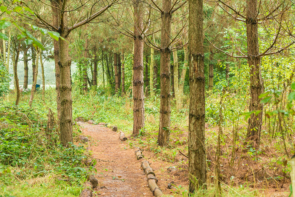 £8 million of extra HS2 funding to benefit local communities and woodlands between Birmingham and Crewe