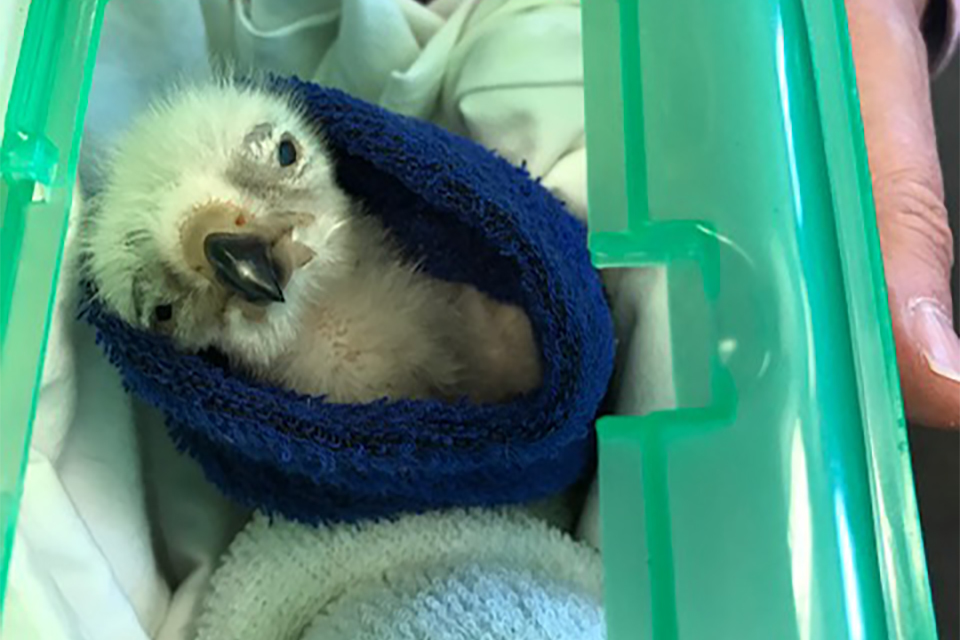 Rare bird eggs importation prevented by Border Force at Heathrow