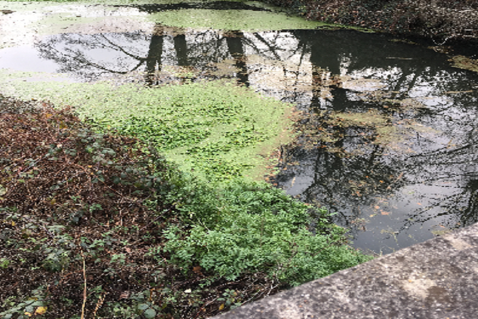 Co operation the key to tackling pennywort