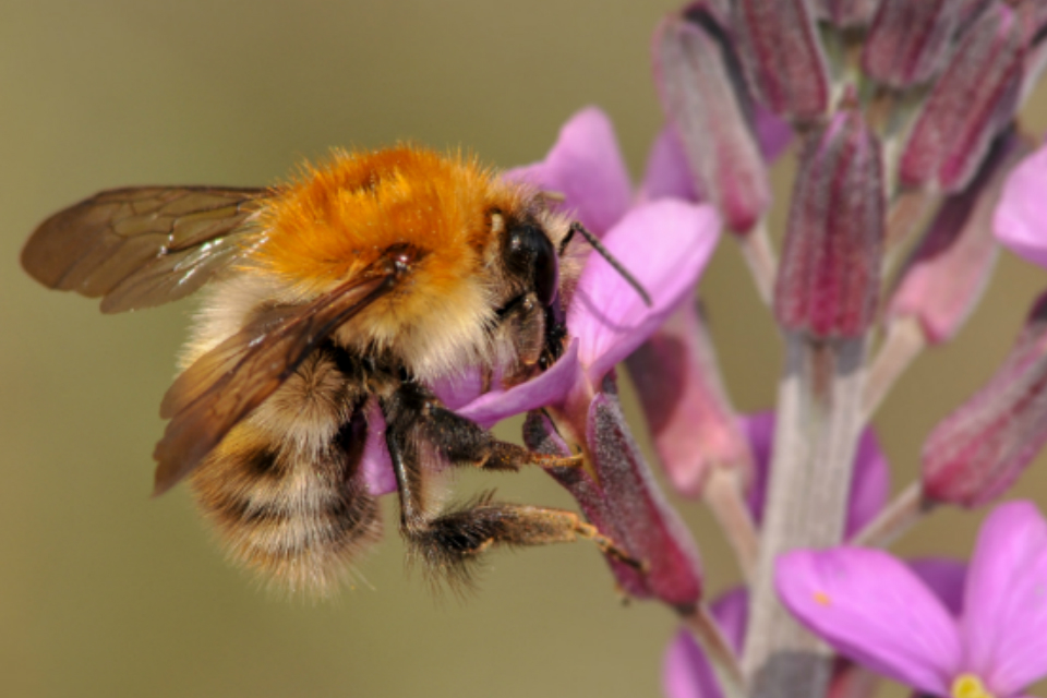 Hive of activity to raise awareness of Bees' Needs