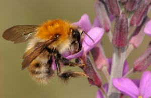 bee on flower