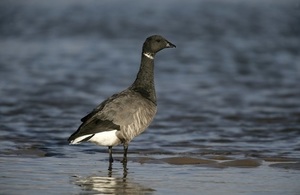 Dark-bellied brent goose (Credit: Getty Images)