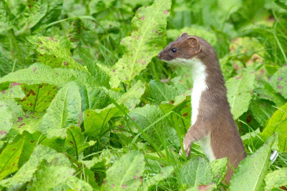 Humane trapping standards: Consultation response