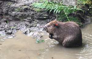 beaver in the Forest of Dean