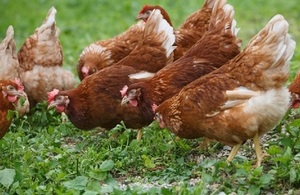 Credit: Getty Images Chickens in field