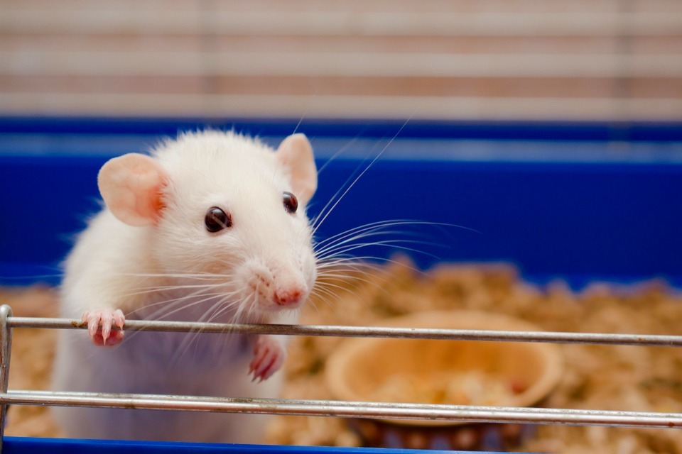 Reducing the use of animals in research: apply for funding