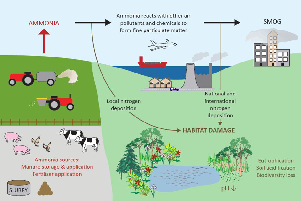 Figure 3: The environmental impacts of ammonia pollution.