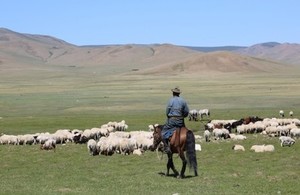 Man on horse herding sheep