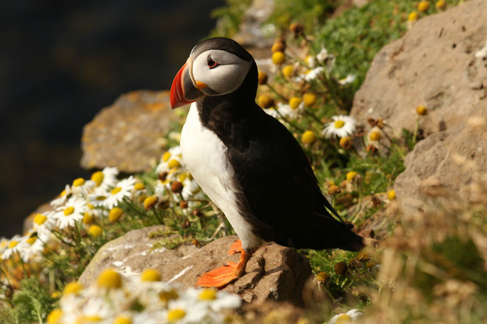 New protections for thousands of seabirds