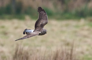 Hen Harrier