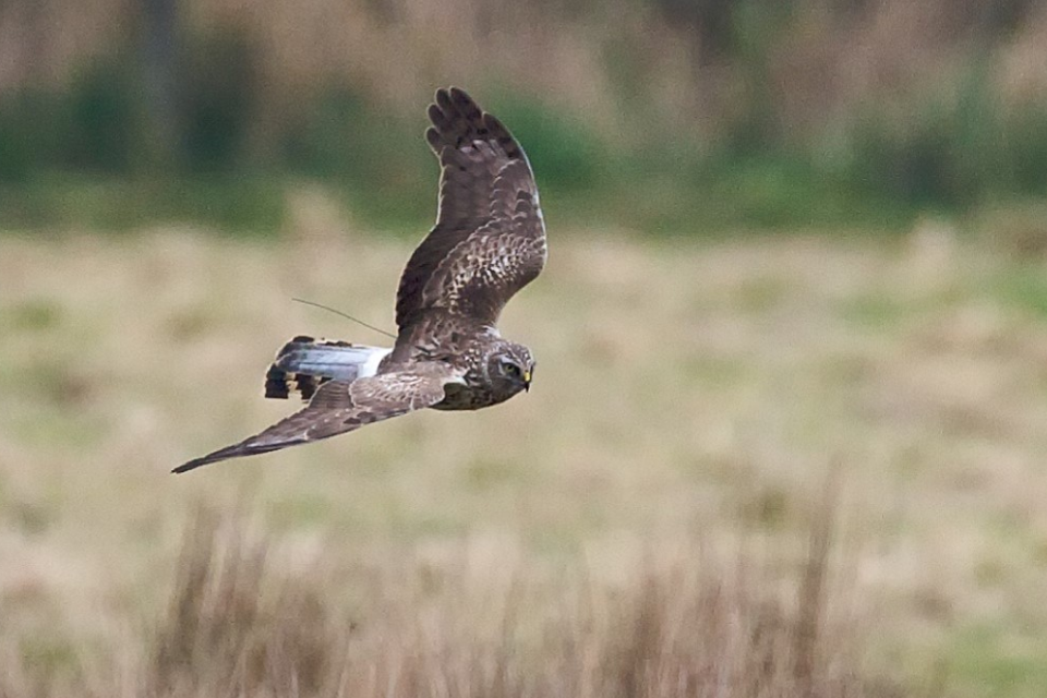 Hen Harrier Breeding Success