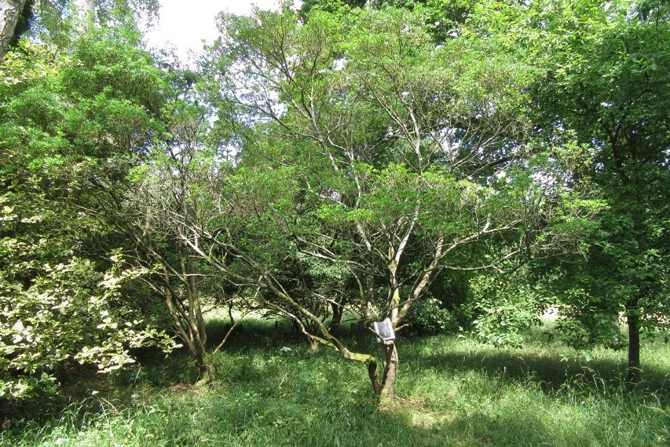 Ash dieback found on three new host species of tree in the UK
