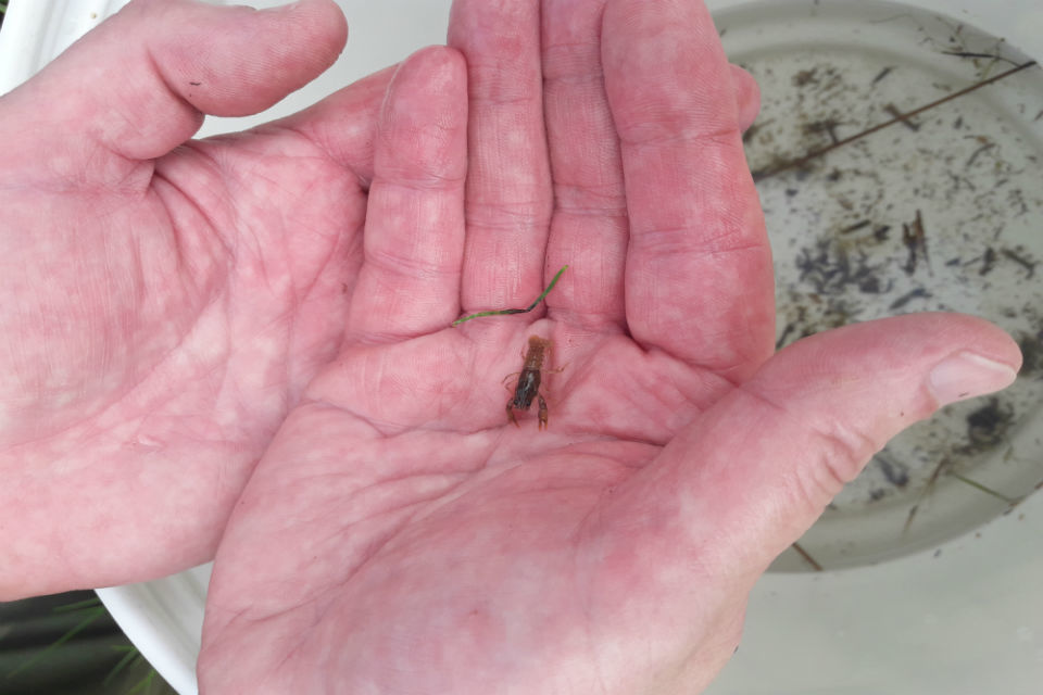 Native crayfish make a comeback in Lincolnshire