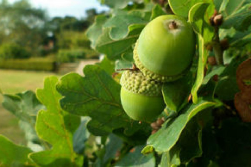 Restrictions on oak imports introduced to guard against pests