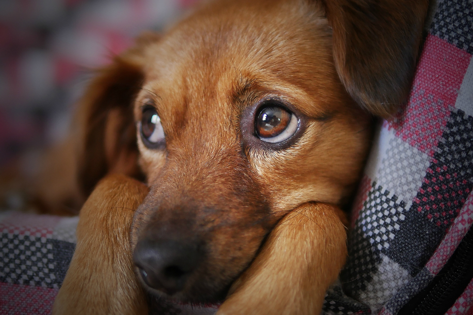 Government backs ban on third party sales of puppies and kittens