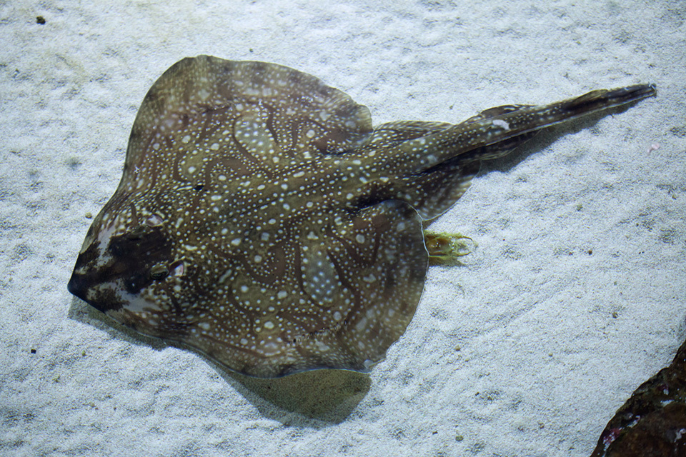 Undulate ray by catch allowance in the eastern English Channel