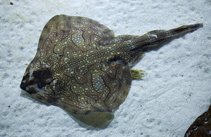 undulate ray