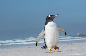 Pinguino-Falklands