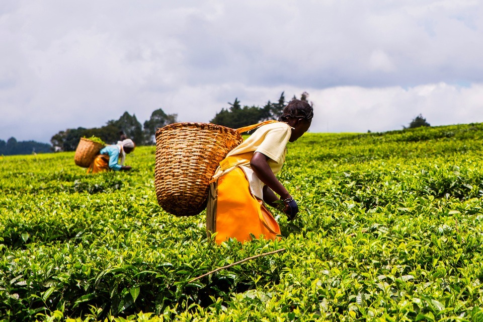 Safer, more nutritious food for Africa: apply for funding