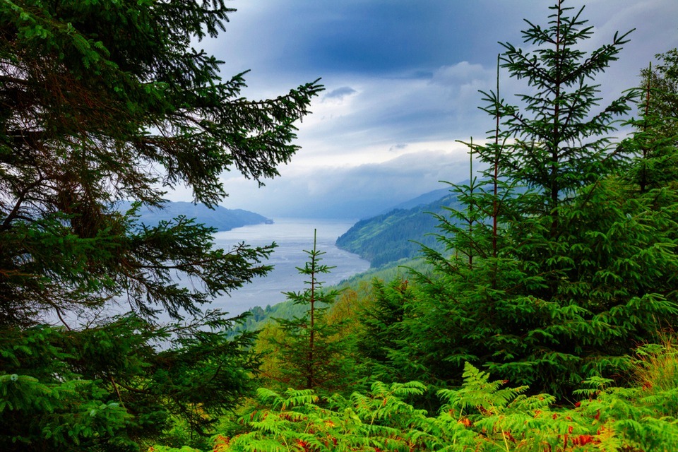 Reducing pine weevil damage in forests: apply for contracts
