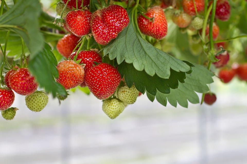 UK farmers given support for seasonal labour with new pilot scheme - GOV.UK UK farmers given support for seasonal labour with new... 