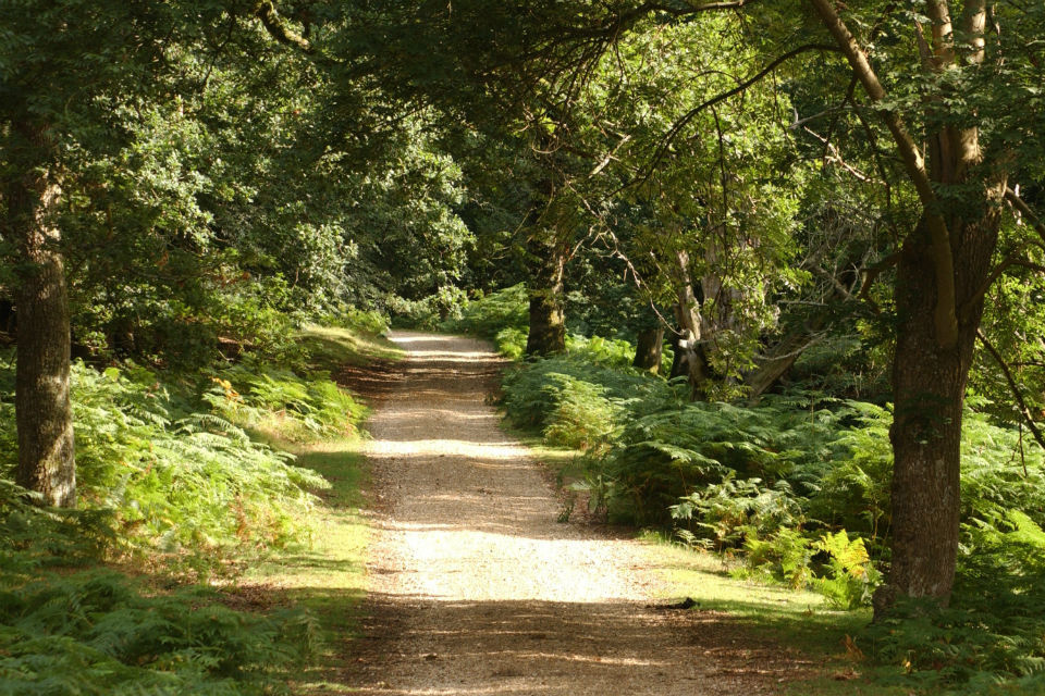 Grants for creating woodland available all year round