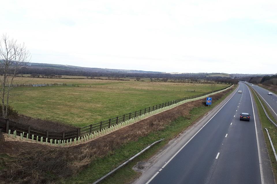 tree planting