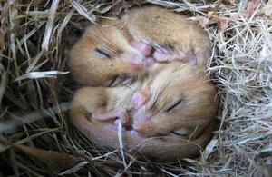 dormice