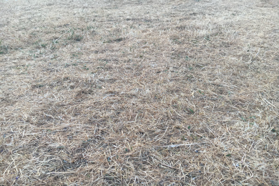 Grass greener, but rain needed to reduce drought risk for 2019