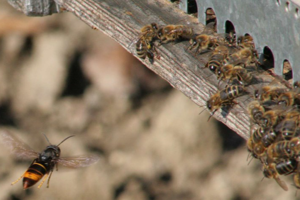 Asian hornet: Second Fowey nest destroyed