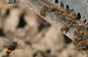 Asian hornet hawking honey bees