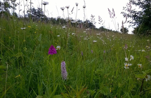 Image showing flowers by the A19