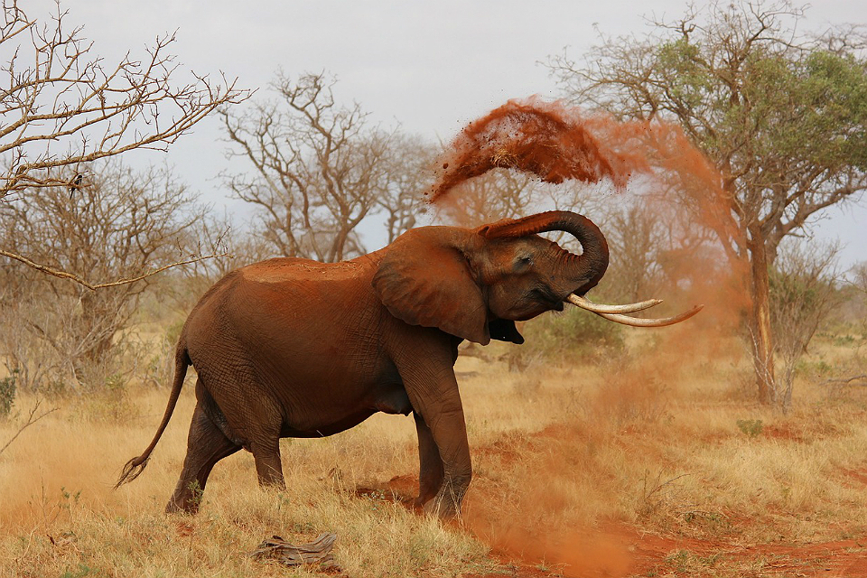 Keeping wildlife out of illegal trade