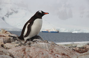 Penguin standing on a rock