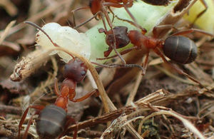 Narrow-headed ants