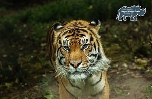 An endangered Sumatran tiger, pictured in London Zoo. Image: DFID