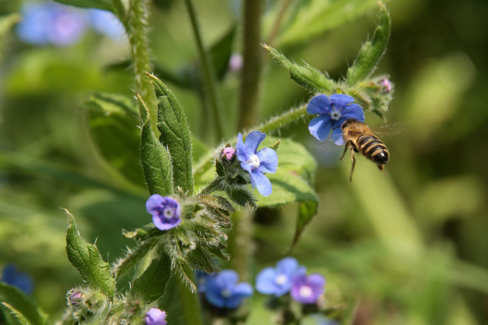 Defra approves sale of Sequoia for use only in greenhouses