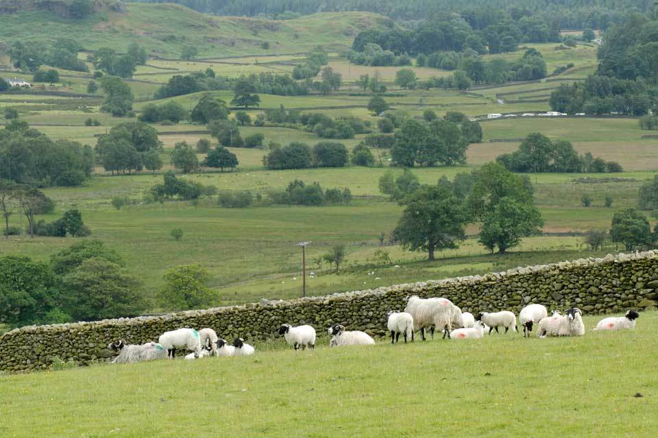Bluetongue virus detected and dealt with in four imported sheep