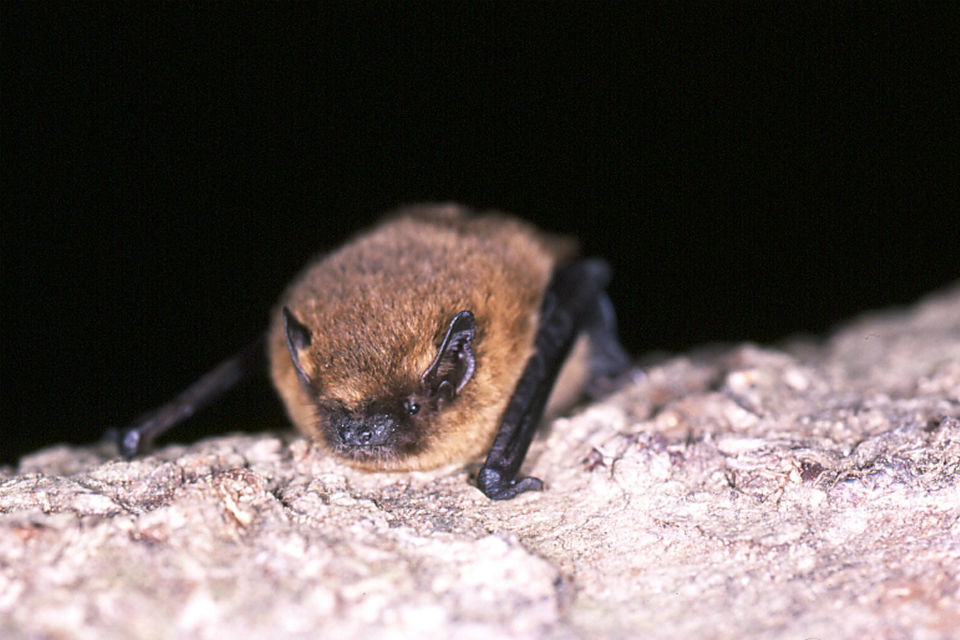 Flying success for Bats in Churches project