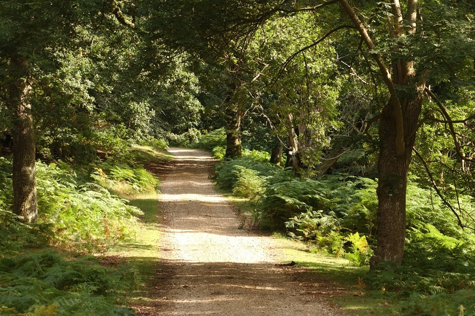 'Forgotten lands' to receive forestry boost