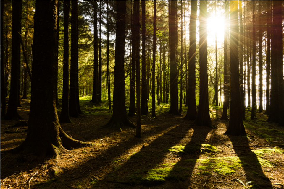 Tightened measures to protect the country from Xylella