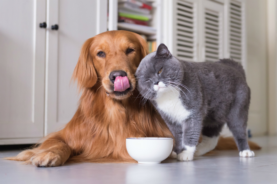 Pet owners encouraged to seek advice on travel plans ahead of EU Exit
