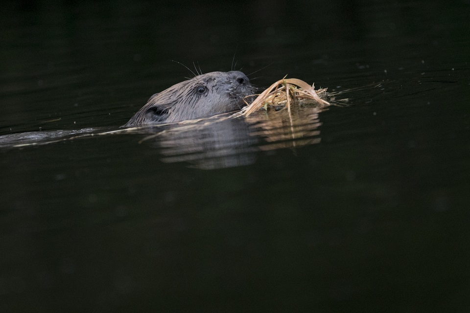 Beavers to return to Essex for the first time in 400 years