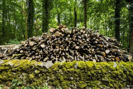 Timber stack in woodland
