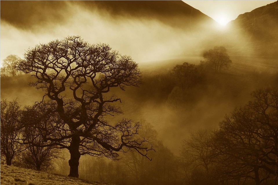 Tree mendous photographs help save our oaks