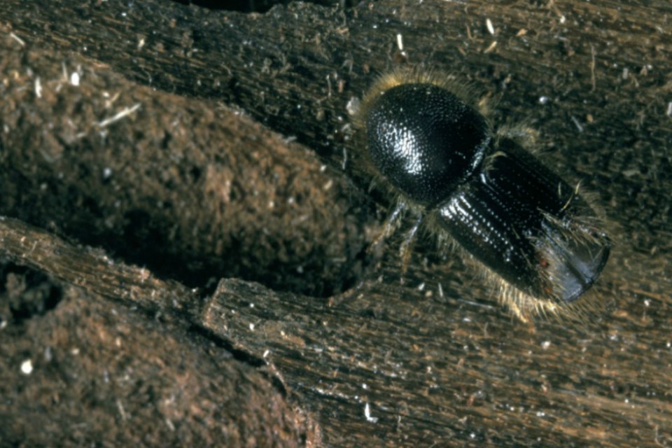 Photograph of an eight-toothed spruce bark beetle on some timber
